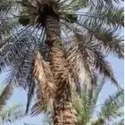 من يخبر لي جثيث نخلة شبيبي
