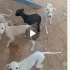 سلق جراوه العمر شهرين