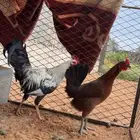 سلام عليكم ورحمت الله وبركاته عرض ديكين ودجاجتين ا
