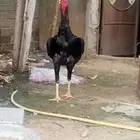 دجاج شامو