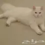 اجمل قطة شيرازي لونها ابيض