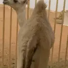 قصب