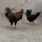 دييك عربي اصييل