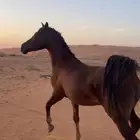 للبيع فرس شعبيه تنافس الواهو