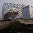 مصيدة ققط شبك قطط فخ قطط