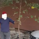 اشجار الخبيز الساحلي حجم كبير