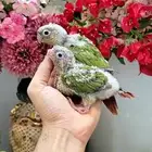 فروخ كنيور اناناس