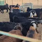 للبيع تيوس عدد 10