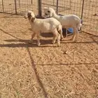 للبيع دواغير العمر شهرين