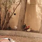 دجاج بلدي