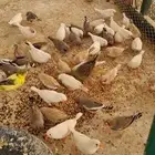 طيور زيبرا شبك بماكليتين ومجثمين ( تم البيع للطيور )