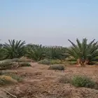 مزرعه للبيع