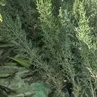 مطلوب دينا برادة أو مغطاة نقل شتلات من مشتل في الجموم للباحة
