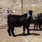 للبيع تيس عارضي جذع