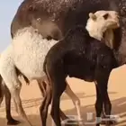 تم البيع
