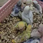 طيور الروز
