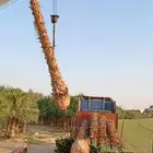 زراعت نخيل