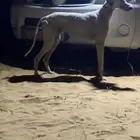 سلق