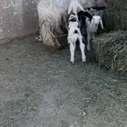 خلفات للبيع