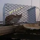 مصايد قطط