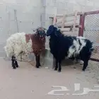خروفين نعيم للبيع