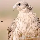 مطلوووب طير بسعر مناسب