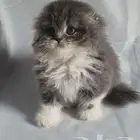 للبيع سكوتش فولد لونق هير
