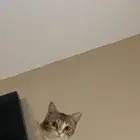 قطه للتزاوج