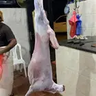 ذبيح