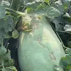 حبحب عثري للبيع