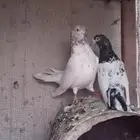 بكستانيات
