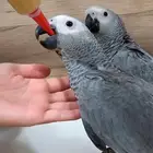 أبرة غر سيريلاك سيرلاك سيتاكوس psittacus red soft tube