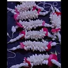 فل زهور الرياض