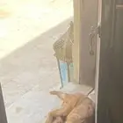 كلب قولدن العمر 4 شهور