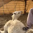 (تم البيع) حاشي قعود