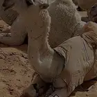 تريله لنقل الإبل و الغنم