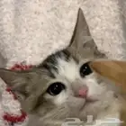 للتبني 3 قطط ذكرين وأنثى واحده