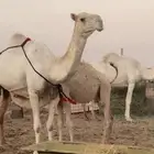 عشراء هديه تم البيع
