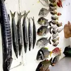  رحلات بحرية بياضة مالديف جدة نزهة رحلات صيد