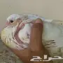 حمام فرنسي