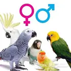 تحليل dna للطيور