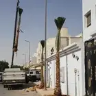 نخل وشنطن زينه ابومروحه