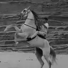 خيل شعبي