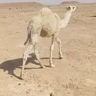 حوار كفو للبيع