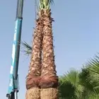 نخل وشنطني أمريكي ذينة للبيع