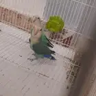زوج روز