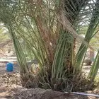 نخل مثمر