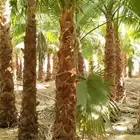 يوجد لدينا نخل وشنطني زينة للبيع جميع انواع المقسات