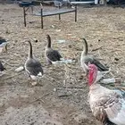 وز عراقى للبيع