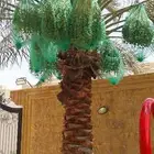 أبو ندا لتنسق حدائق